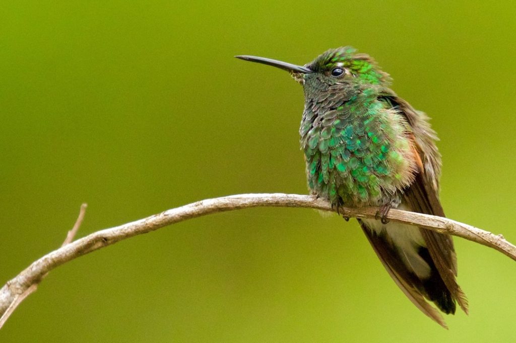 Hummingbird: Spend Time in Nature To Spark Creativity